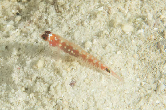 Image of Comet pygmygoby