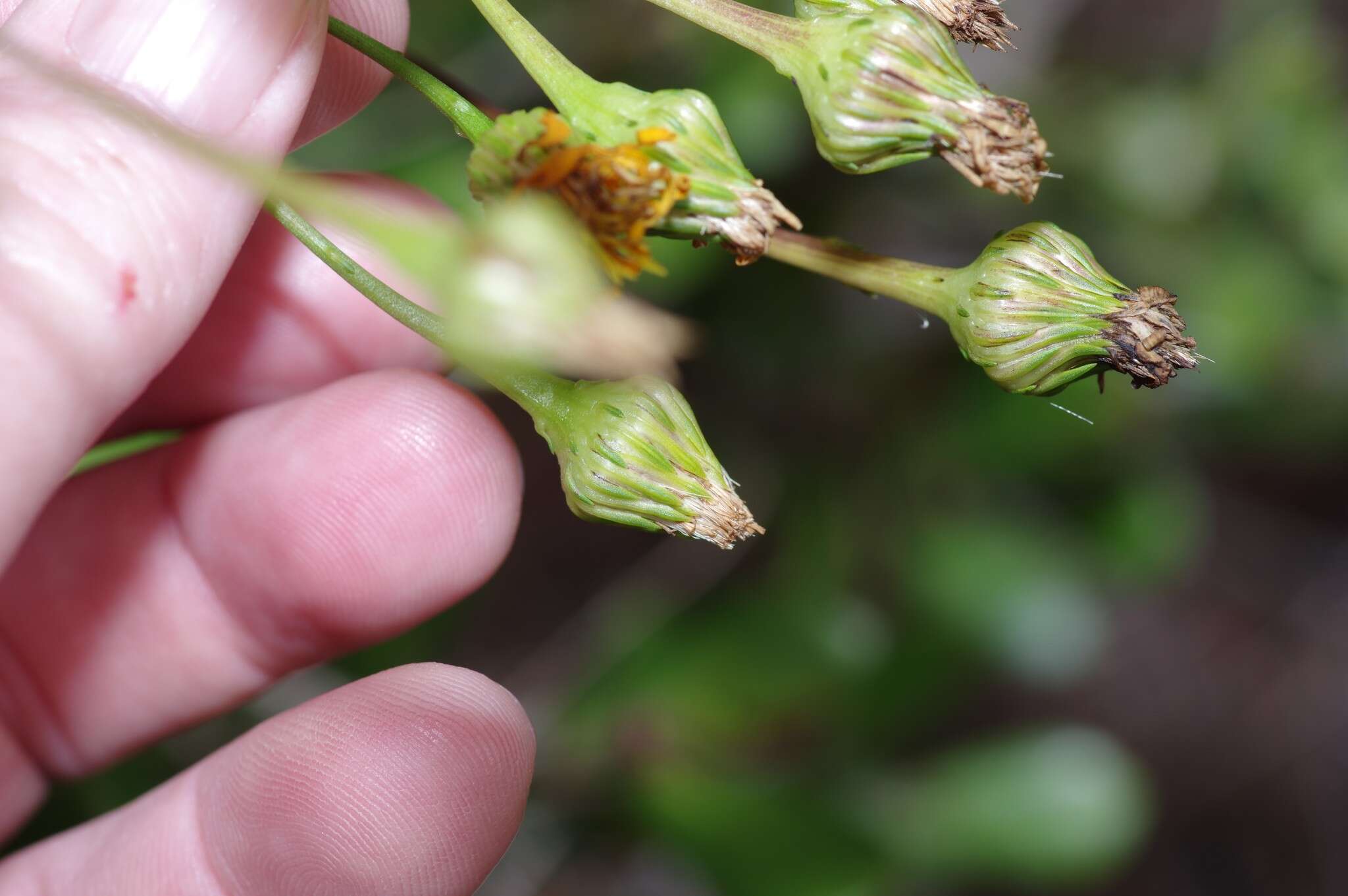 Image of Dress' goldenaster