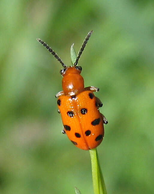 Image of Spotted asparagus beetle