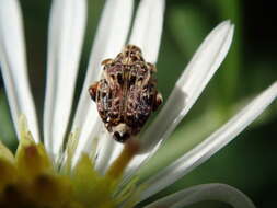 Image of Redbud Bruchid