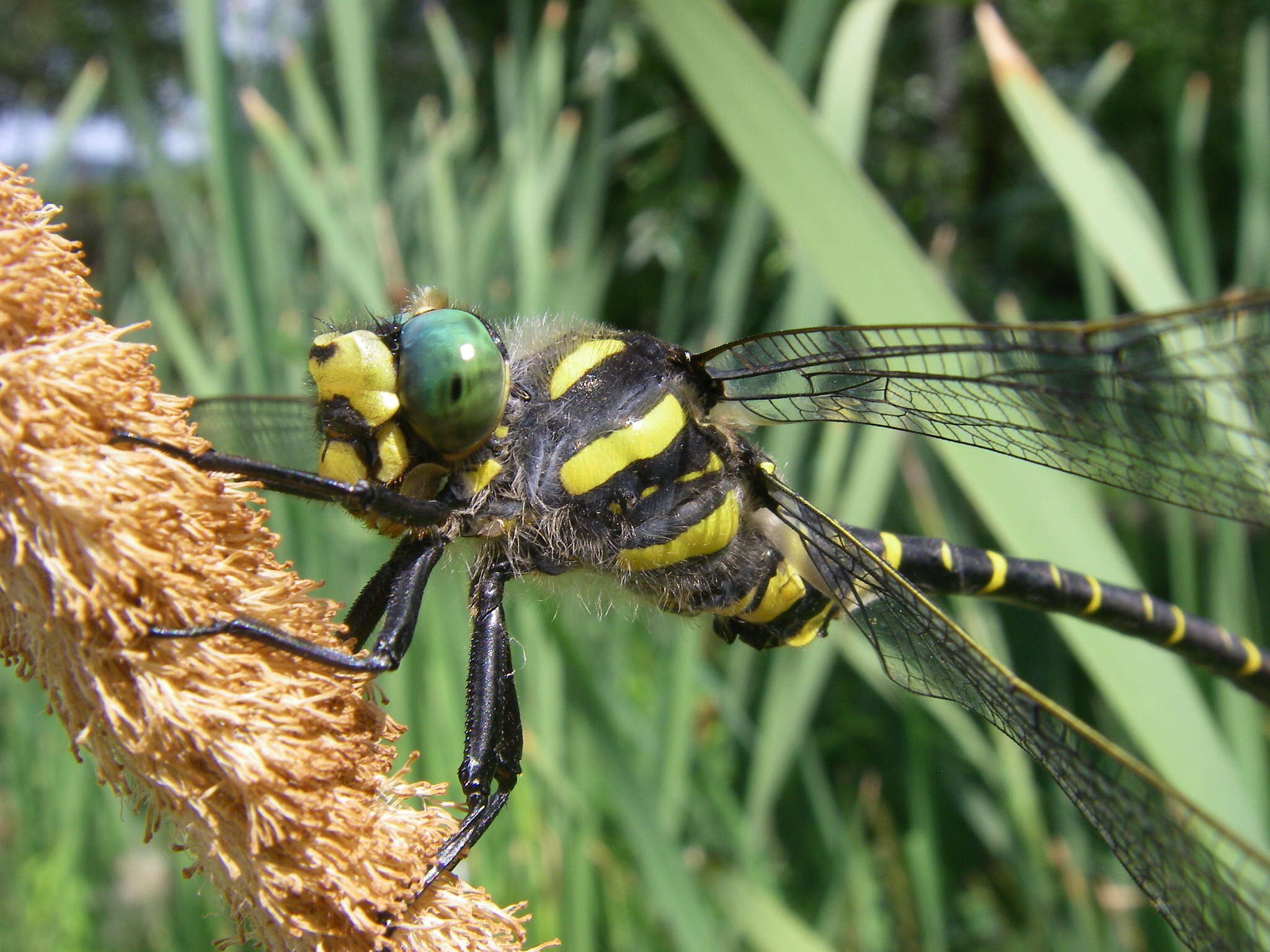 Image of golden-ringed dragonfly