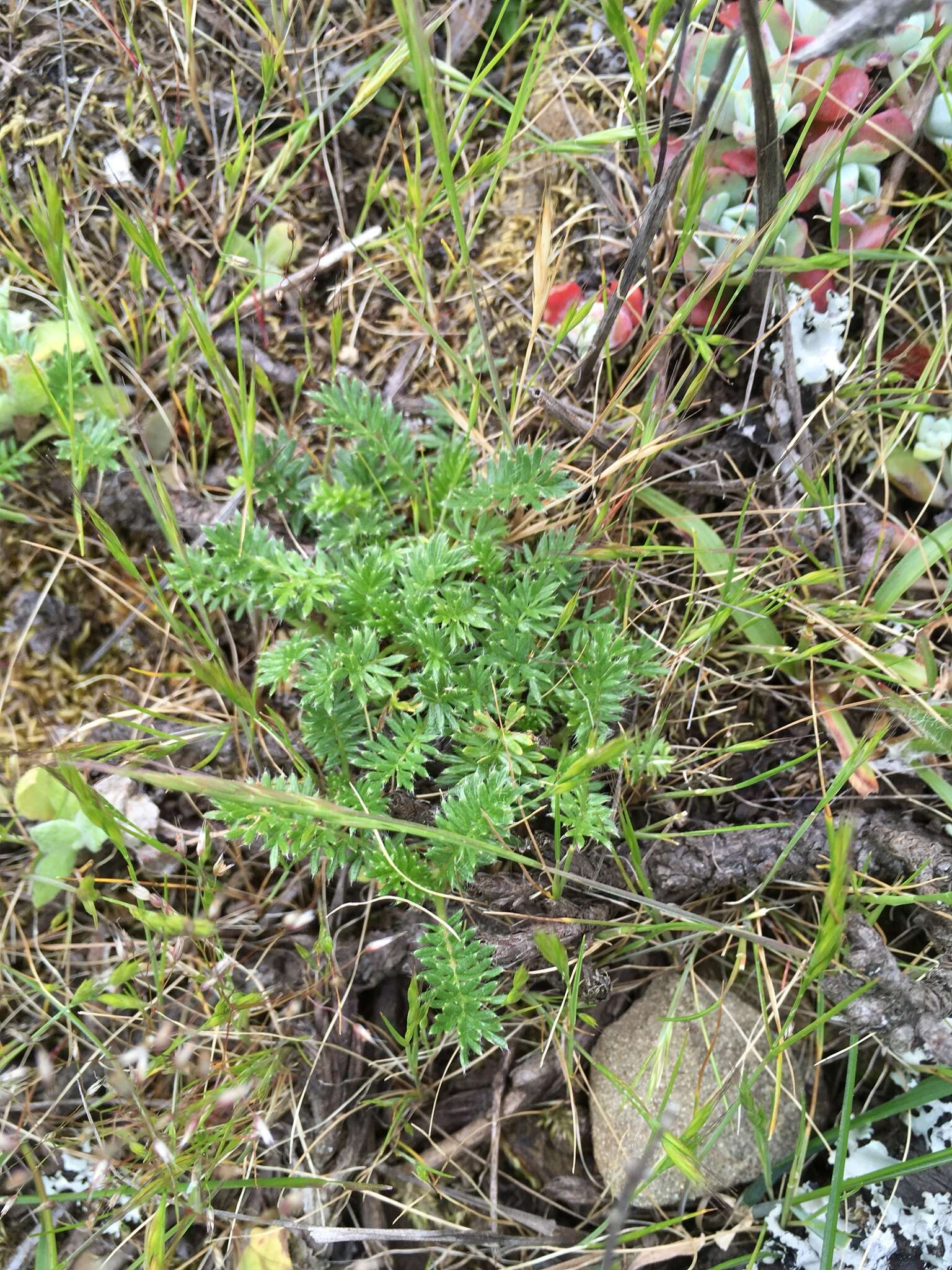 Image de Acaena pinnatifida Ruiz & Pav.