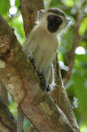 Image of Vervet Monkey