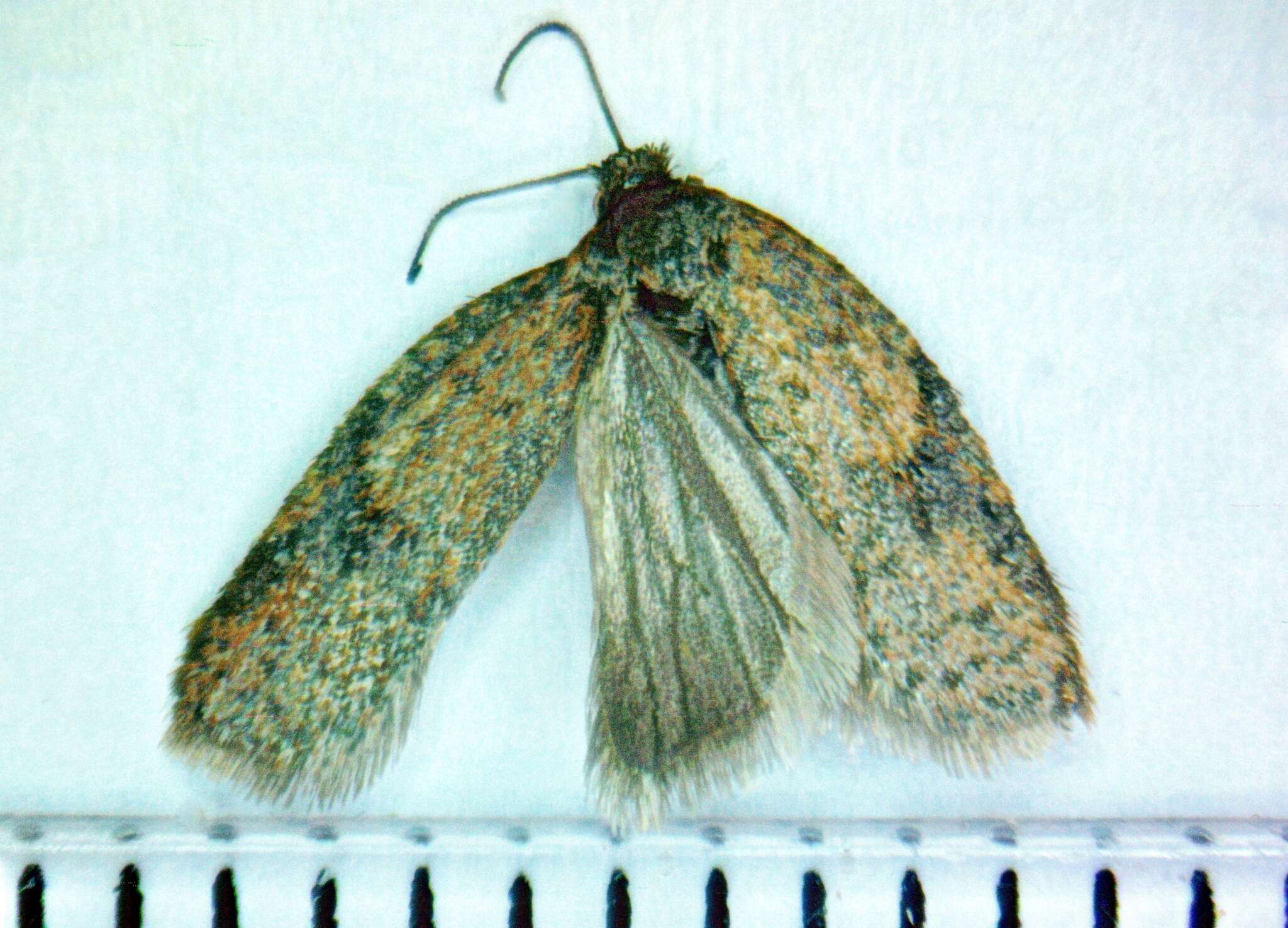 Imagem de Acleris semiannula Robinson 1869