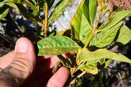 Ageratina illita (Urban) R. King & H. Rob.的圖片