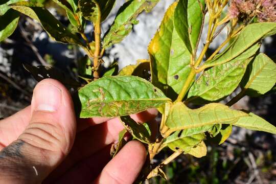 Image of Ageratina illita (Urban) R. King & H. Rob.