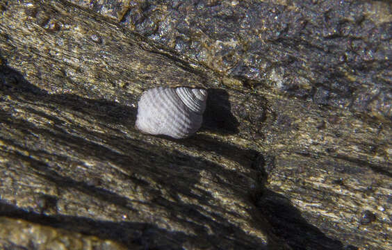 Image of black-lined periwinkle