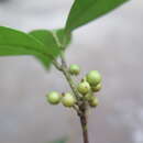 Ilex elmerrilliana S. Y. Hu的圖片