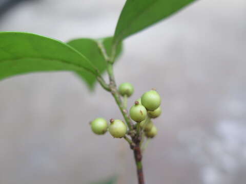 Image de Ilex elmerrilliana S. Y. Hu