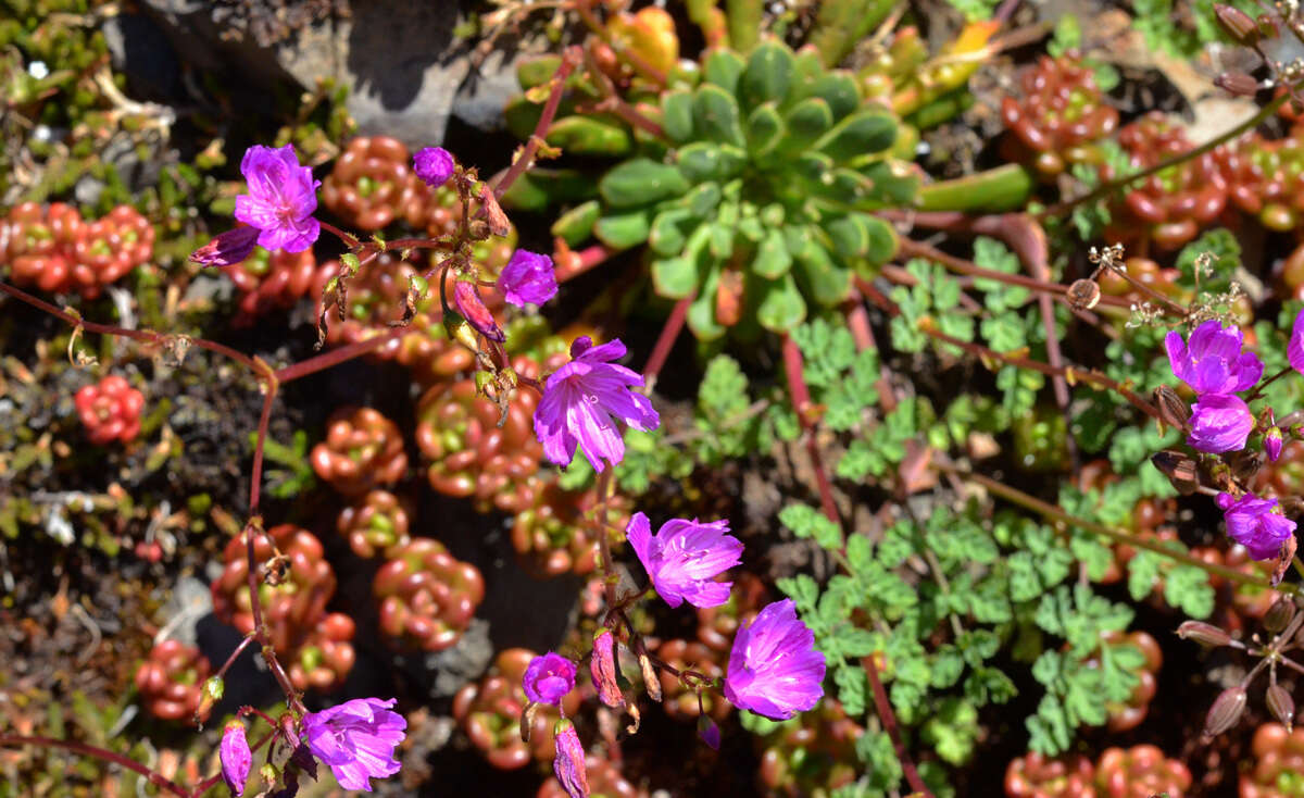 Image of Columbian lewisia