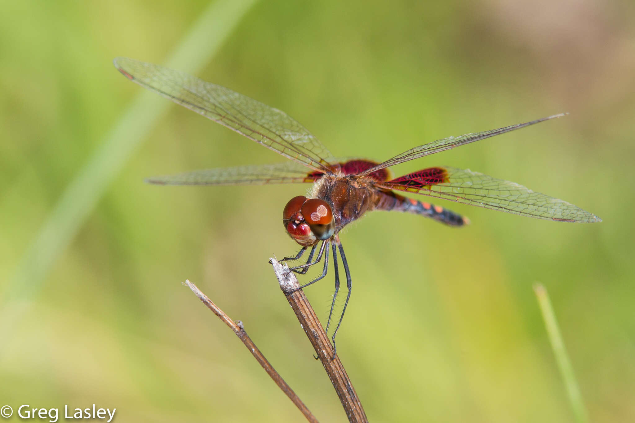 Imagem de Celithemis amanda (Hagen 1861)