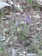 Image of New Mexico beardtongue