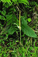 Amorphophallus variabilis Blume resmi