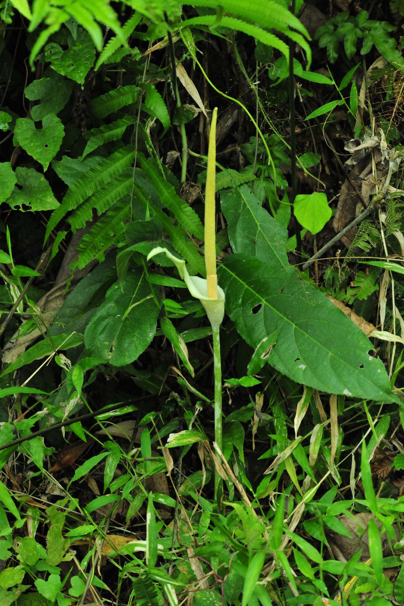 Image of Amorphophallus variabilis Blume