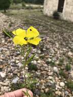 Oenothera berlandieri subsp. pinifolia (Engelm.) W. L. Wagner & Hoch resmi