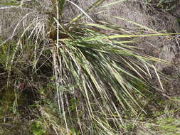 Plancia ëd Dierama pendulum (L. fil.) Baker