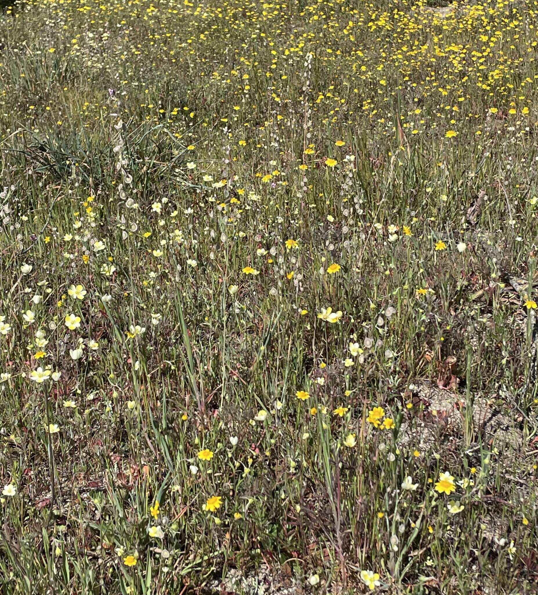 Imagem de Platystigma linearis Benth.