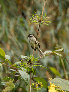 Image of Unstreaked Tit-Tyrant