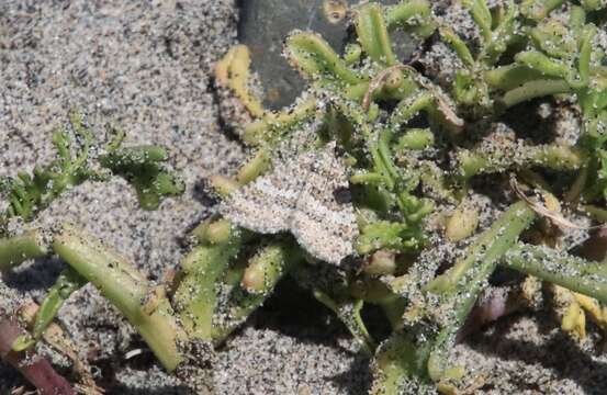 Image of Euphyia implicata Guenée 1858