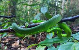 Image of Pope's pit viper