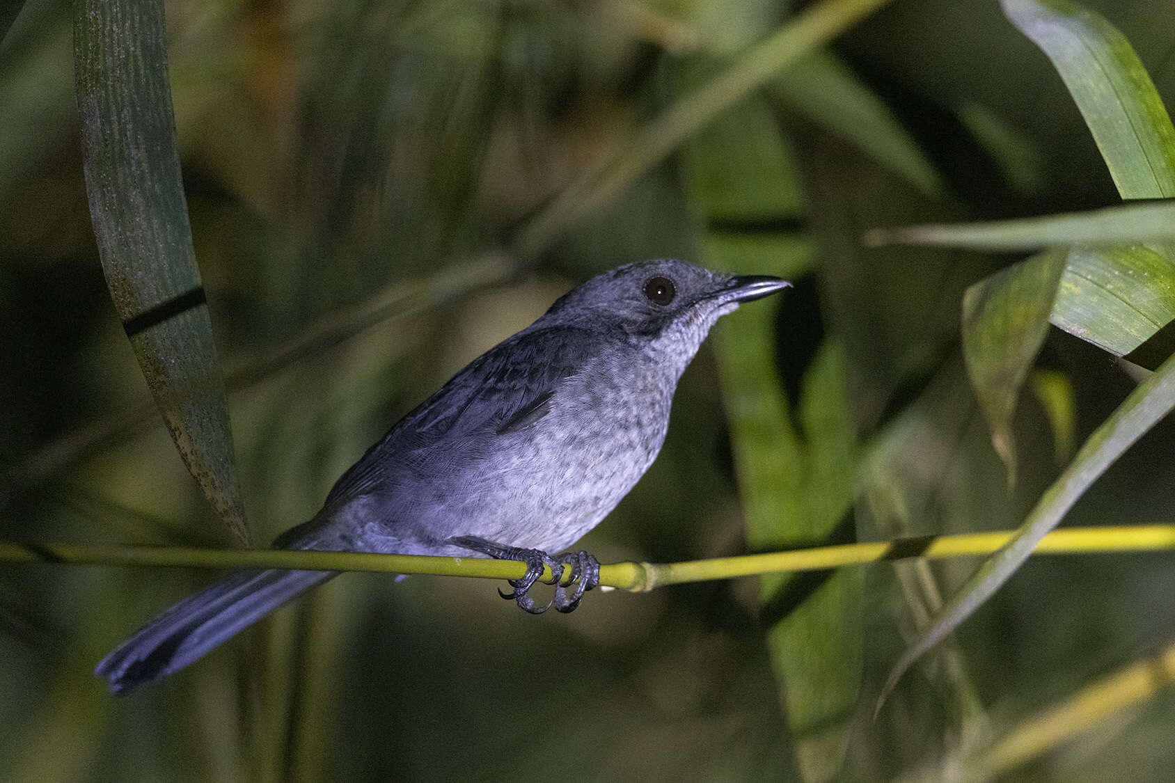 Image of African Forest Flycatcher