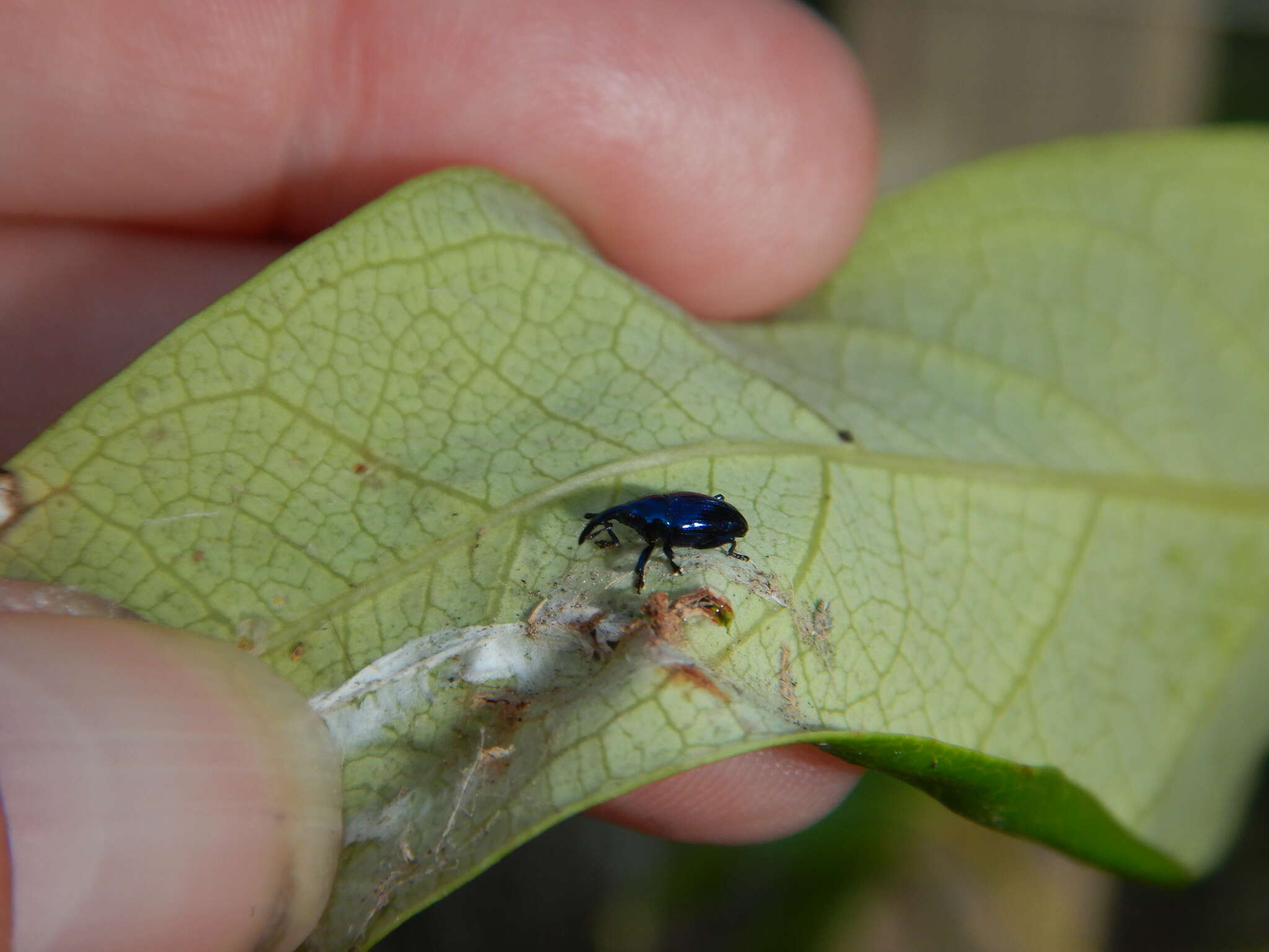 Image of Weevil