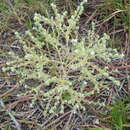 Plancia ëd Cryptantha albida (Kunth) I. M. Johnst.