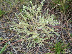 Слика од Cryptantha albida (Kunth) I. M. Johnst.