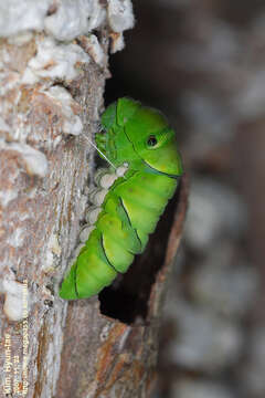 Papilio xuthus Linnaeus 1767 resmi