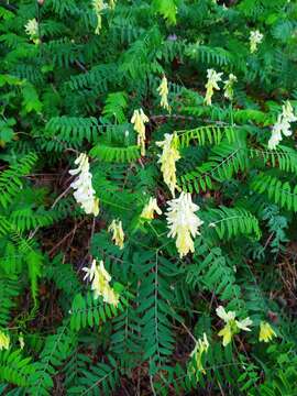 Image of Vicia pinetorum Boiss. & Spruner