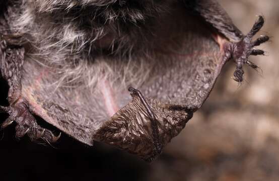 Image of whiskered bat, european whiskered bat