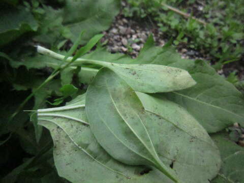 Image of Peronospora alta