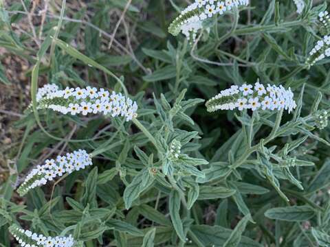 Image of Common veld heliotrope