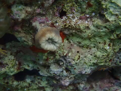 Image of Scarlet Coral