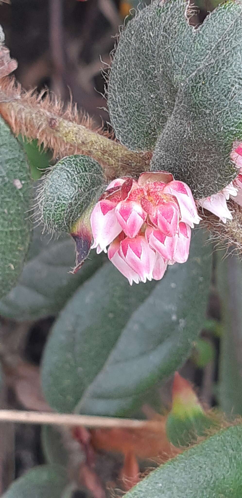 Image de Gaultheria glomerata (Cavanilles) Sleumer