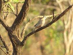 Image of Black-billed Dove