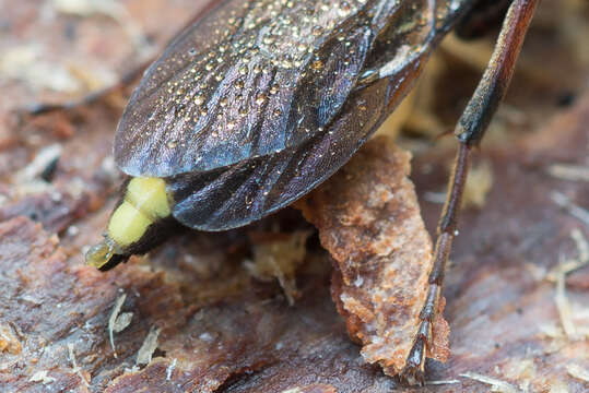 Plancia ëd Ichneumon inquinatus Wesmael 1845