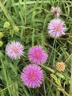 Image of Mimosa quadrivalvis var. occidentalis (Wooton & Standl.) Barneby