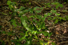 Sivun Euphorbia bougheyi L. C. Leach kuva