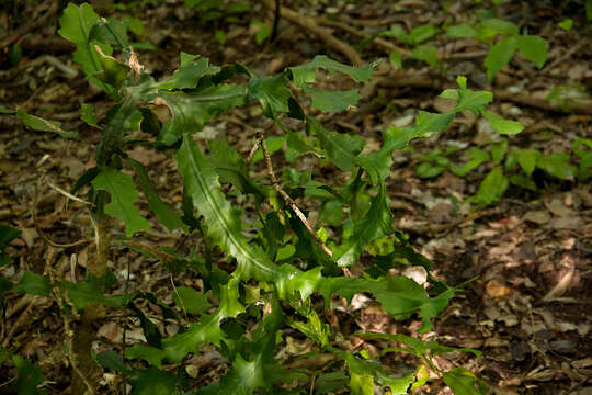 Sivun Euphorbia bougheyi L. C. Leach kuva