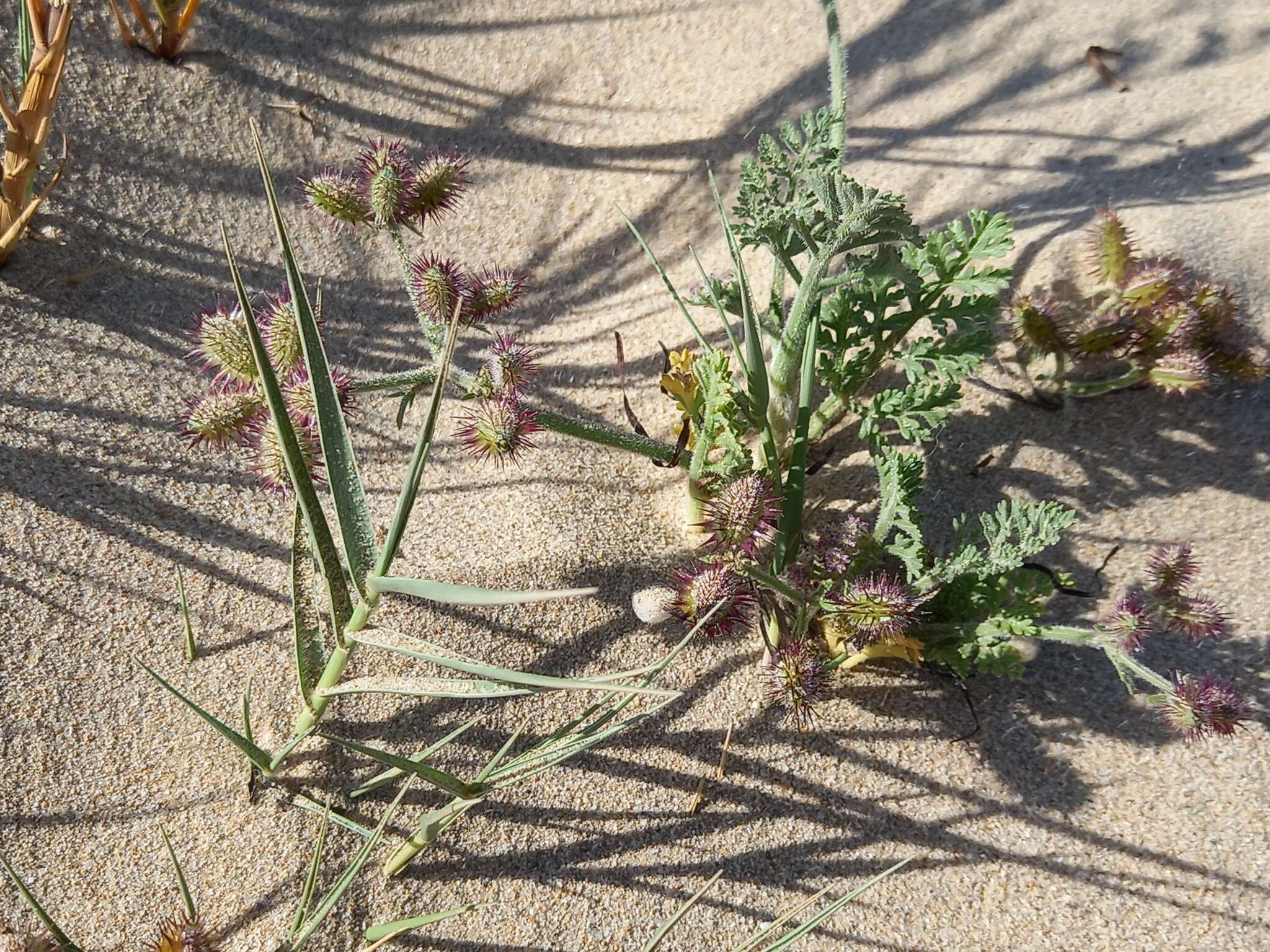 Daucus pumilus (L.) Hoffm. & Link resmi