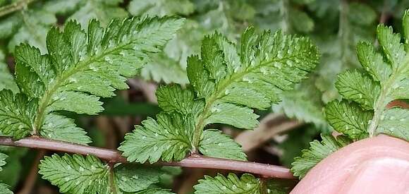 Image of Athyrium oppositipennum var. pubescens (Tag.) Tag.