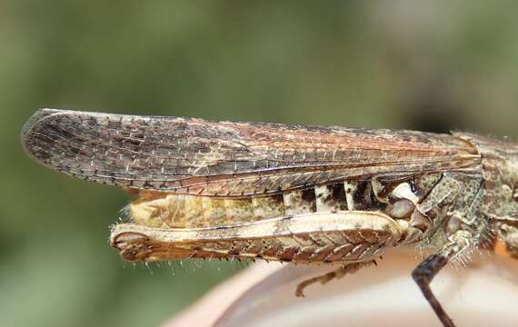 Image of Chorthippus (Glyptobothrus) brunneus subsp. brunneus (Thunberg 1815)