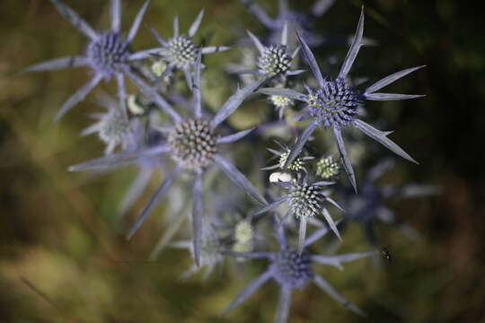 Eryngium amethystinum L. resmi