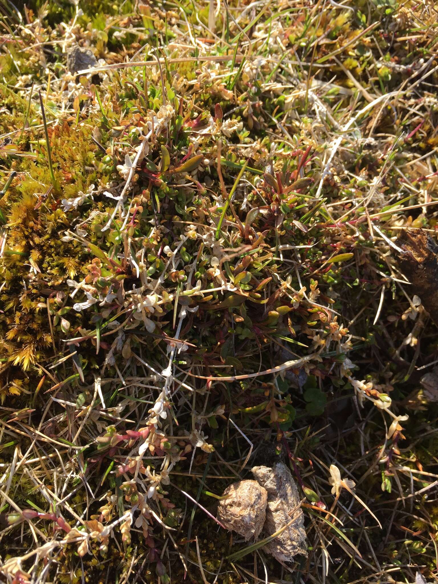 Image of Regel's chickweed