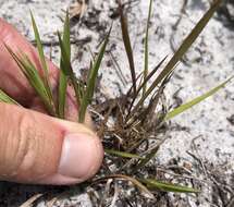 Image of cypress panicgrass