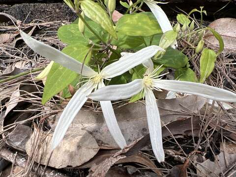 Image of Clematis pubescens Hueg. ex Endl.