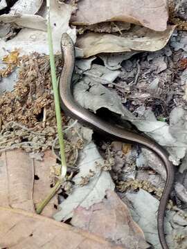 Image of Algerian Three-toed Skink