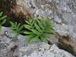 Polypodium cambricum L.的圖片