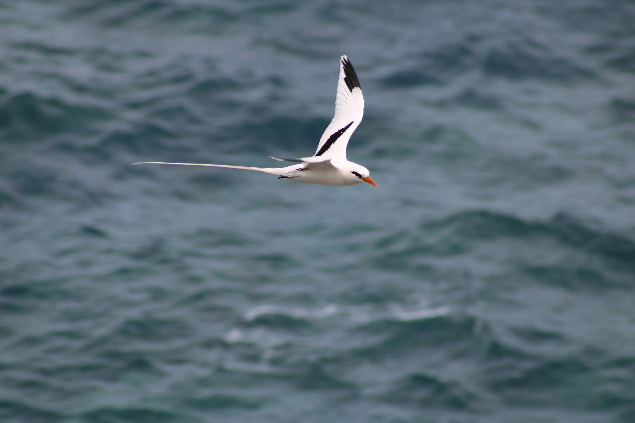 Image of longtail